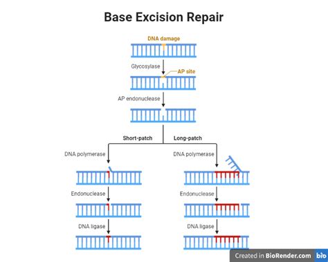 DNA Replication Base Excision Repair