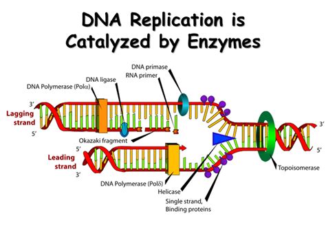 DNA Replication Enzymes