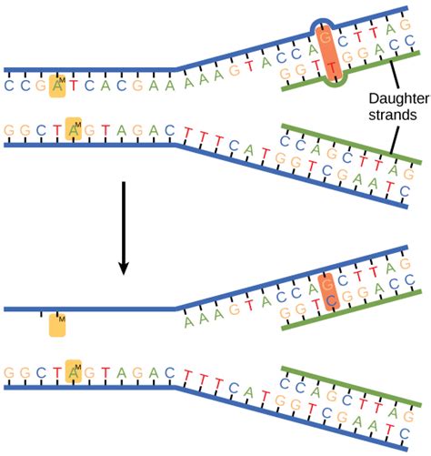 DNA Replication Mismatch Repair