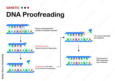 DNA Replication Proofreading