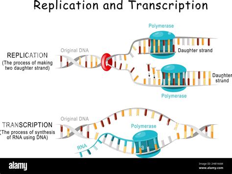 DNA Replication Template Strand