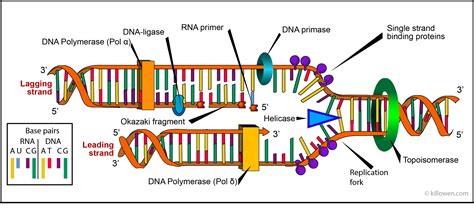 DNA Replication