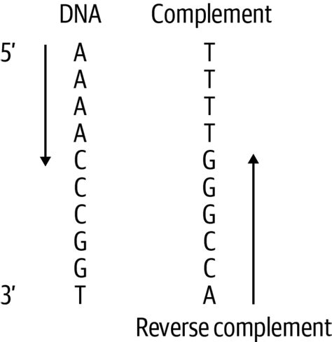 DNA Reverse Complement Concept