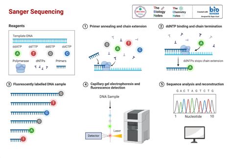 DNA Sequence Assembly