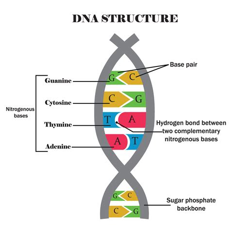 DNA structure