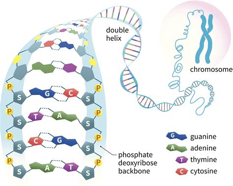 Double Helix Structure of DNA