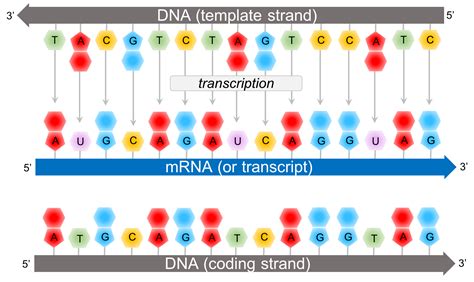 DNA template for synthesis