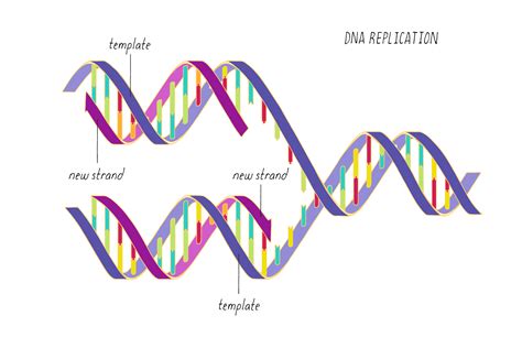 DNA template strand