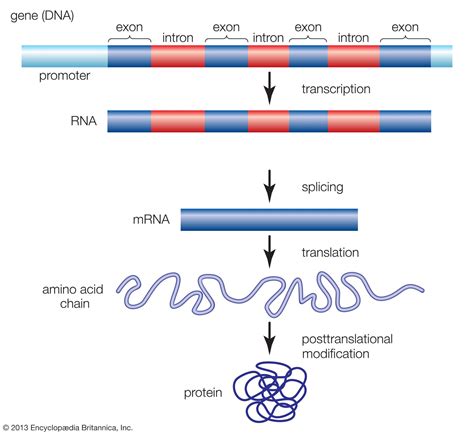 DNA transcription factors