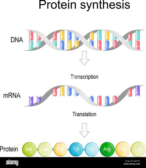 DNA transcription process