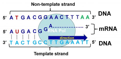 DNA transcription process