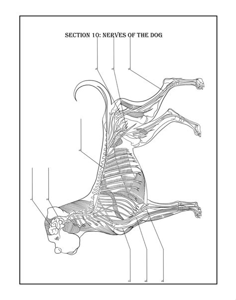 Dog anatomy coloring page