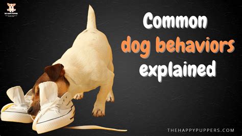 Dog Behavior