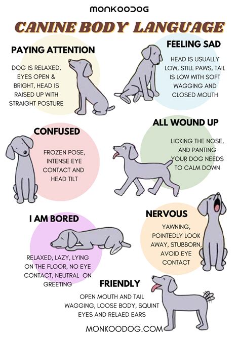 Dog Body Language