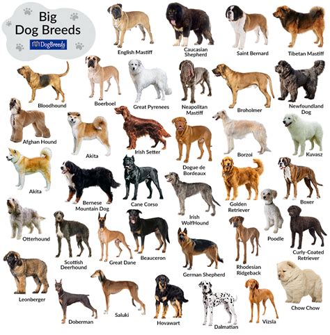 A photo of a dog breed