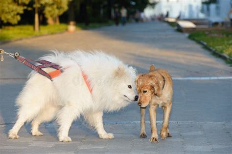 Dog Communication