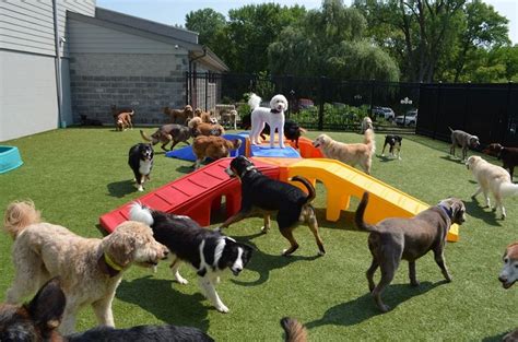 Dog daycare activities