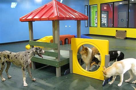 Fun at dog daycare