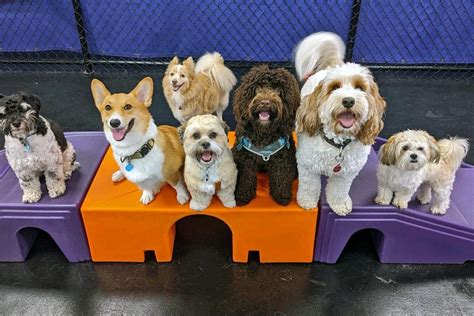 Happy dogs at dog daycare