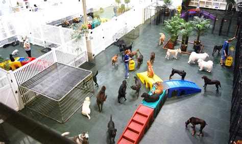 Dog daycare playarea