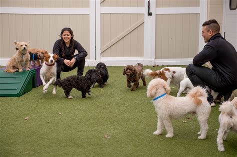 Dog daycare staff