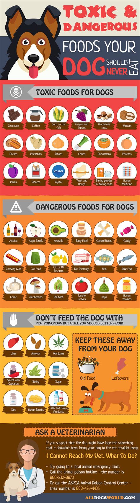 Dog Food Toxic