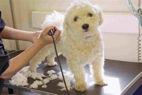 A photo of dog grooming