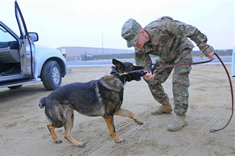 Dog handler partnership