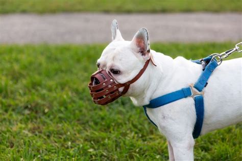 Benefits of Using a Dog Harness