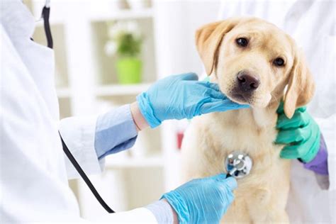 Dog Health and Veterinary Care