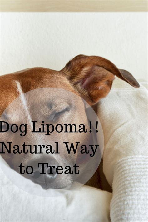 Dog lipoma care