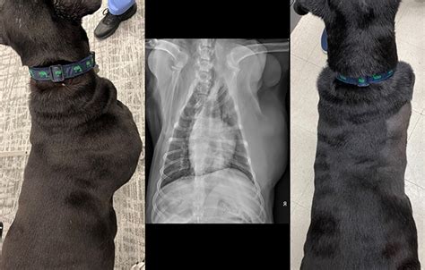 Dog Lipoma Recovery