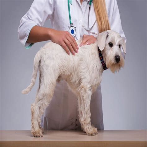 Lipoma Removal in Dogs