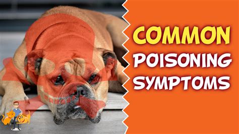 Dog poisoning symptoms