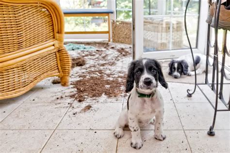 Dog-proofing your home