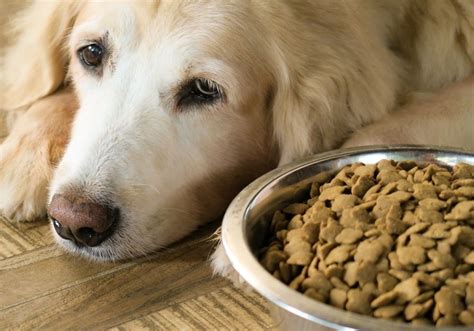 Dog Refusing to Eat