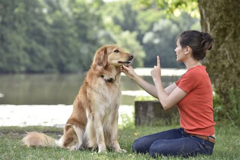 Dog Training and Behavior