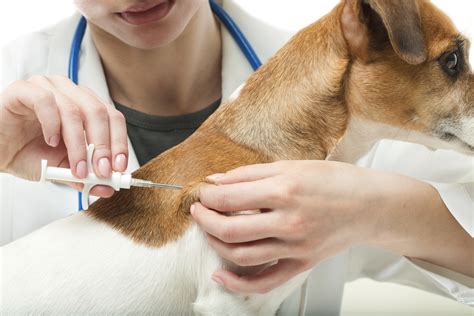 Dog getting vaccinated