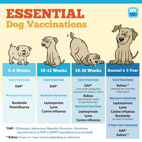 Dog vaccination schedule