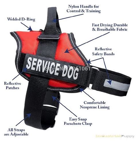 Dog vest template outdoor