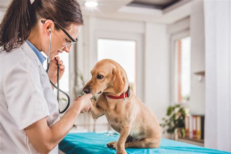 Dog veterinary care