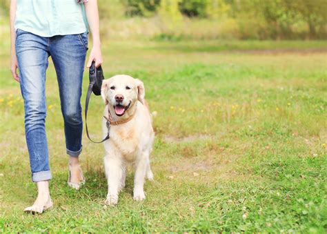 Dog walkers near me