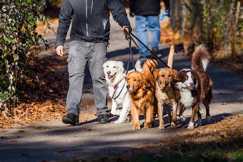 A photo of a dog walking