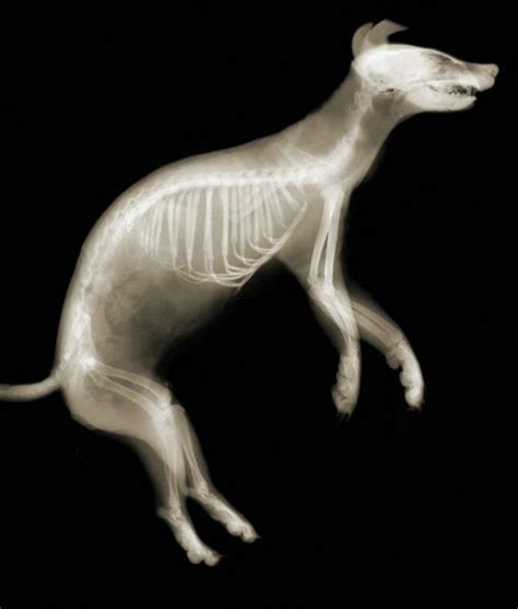 Dog X-Ray Printable