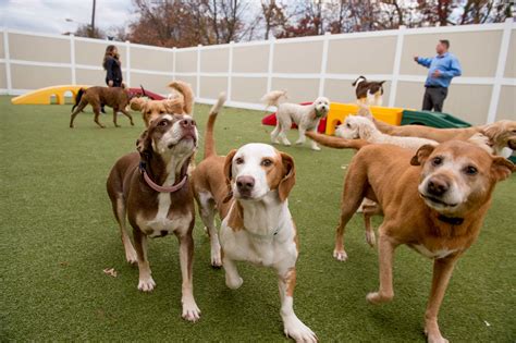 Dog Daycare and Boarding Form Template