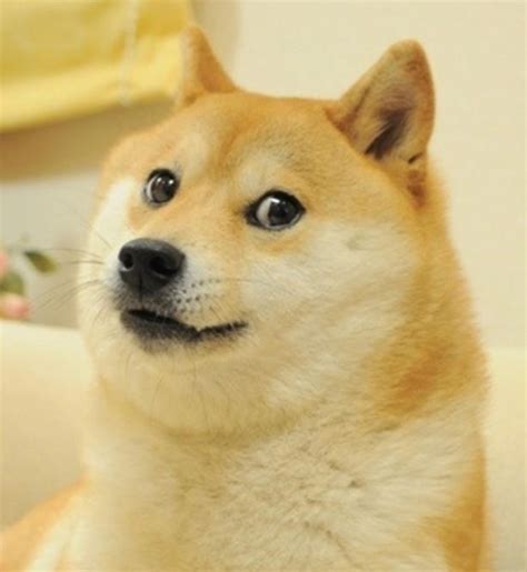 doge meme template