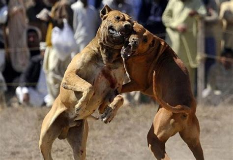 Illustration of a dogfighting scenario between two fighter aircraft