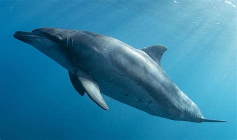 Dolphin attacking a swimmer in Europe