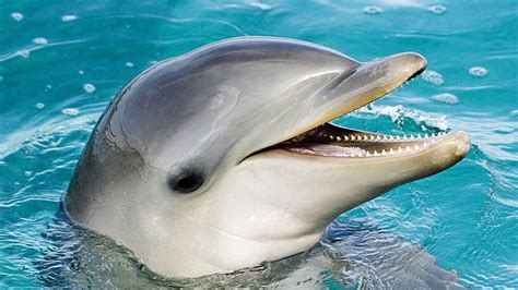 Dolphin attacking a swimmer in Asia