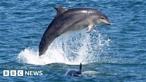 Dolphin attacking a swimmer in Africa